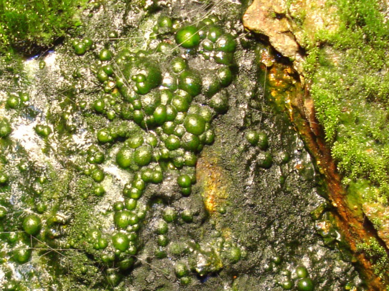 Eukaryotisches Chlorophyllit Blasenerz.JPG