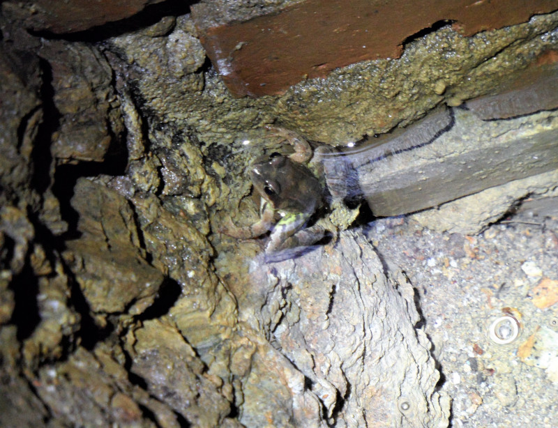 SAM_8206-b2.jpg (2.84 MiB) 38183 mal betrachtet Der Kleine im Danieler Schacht in Thalheim