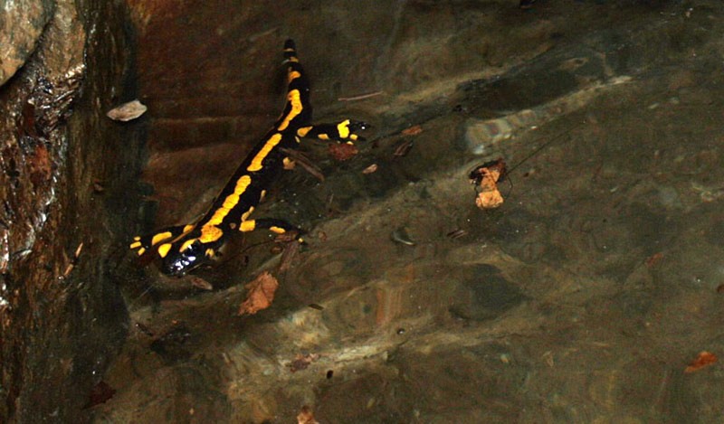 großer Salamander schwimmt an Oberfläche