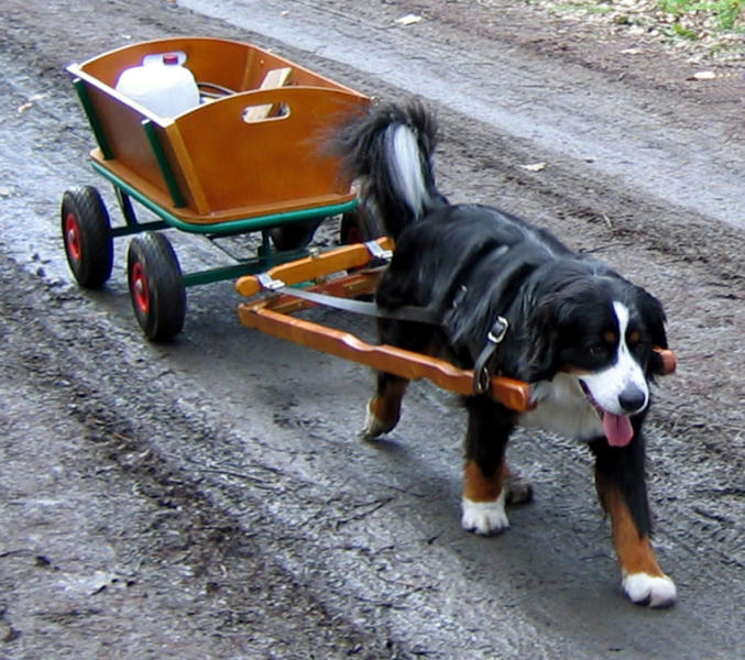 Berner Sennenhund