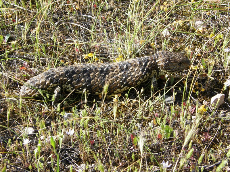 Oft zu sehen: Stumpy Tails