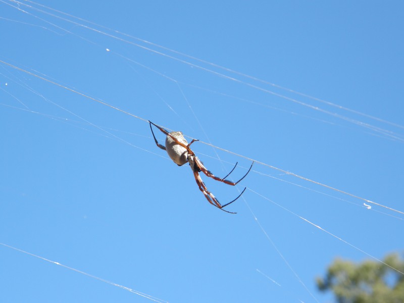 Eine Golden Orb Spider. Davon gibt es in Arkaroola zur richtigen Jahreszeit reichlich.