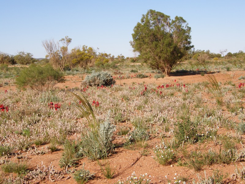 An der Strecke zwischen Arkaroola und Waukaringa. Das Outback ist bunt - zumindest manchmal.