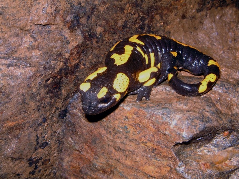 SALAMANDER3-001.JPG