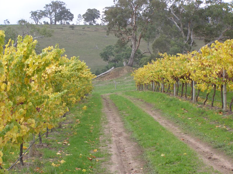 Die goldenen Weinblaetter schmuecken den Weg zur Eureka Goldgrube in Woodside.