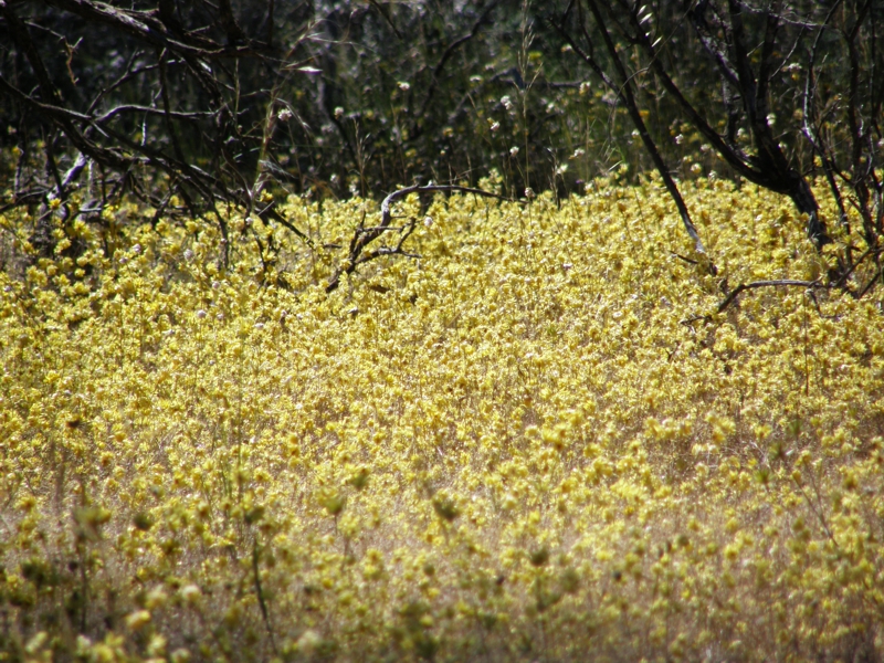 Wildblumen im Coal Seam Conservation Park