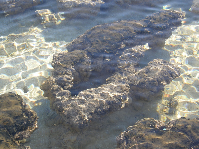 Stromatolith am Hemelin Pool, Shark Bay