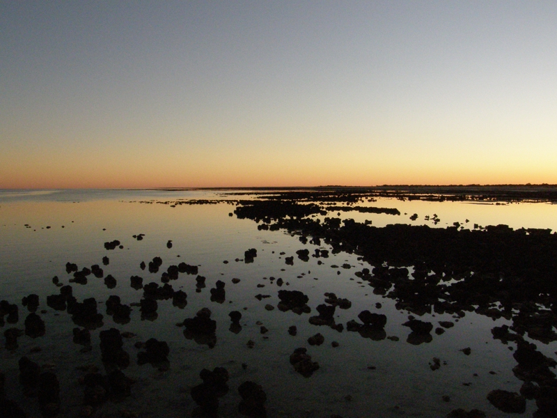 Stromatolithen bei Sonnenaufgang, Hamelin Pool, Shark Bay