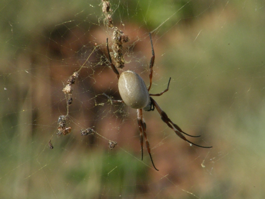 Spinnen - Begleiter im Feld ...