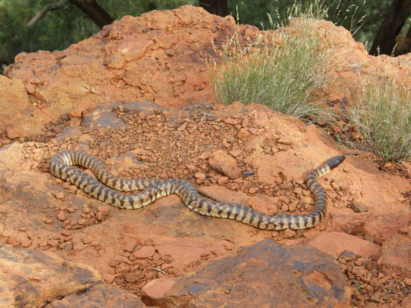 Schwarzkopfpython im Karajini Nationalpark